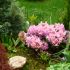 Acer japonicum si rhodo 